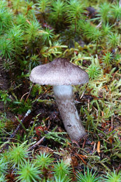 Image of Hygrophorus inocybiformis A. H. Sm. 1944