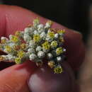 Image de Helichrysum makranicum (Rech. fil. & Esfand.) Rech. fil.