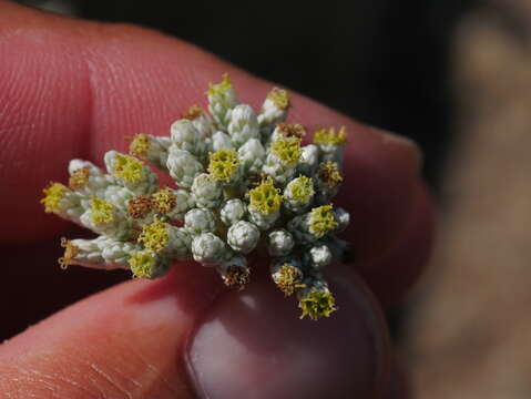 Image of Helichrysum makranicum (Rech. fil. & Esfand.) Rech. fil.