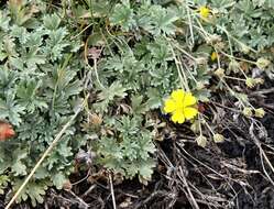 Слика од Potentilla calabra Ten.