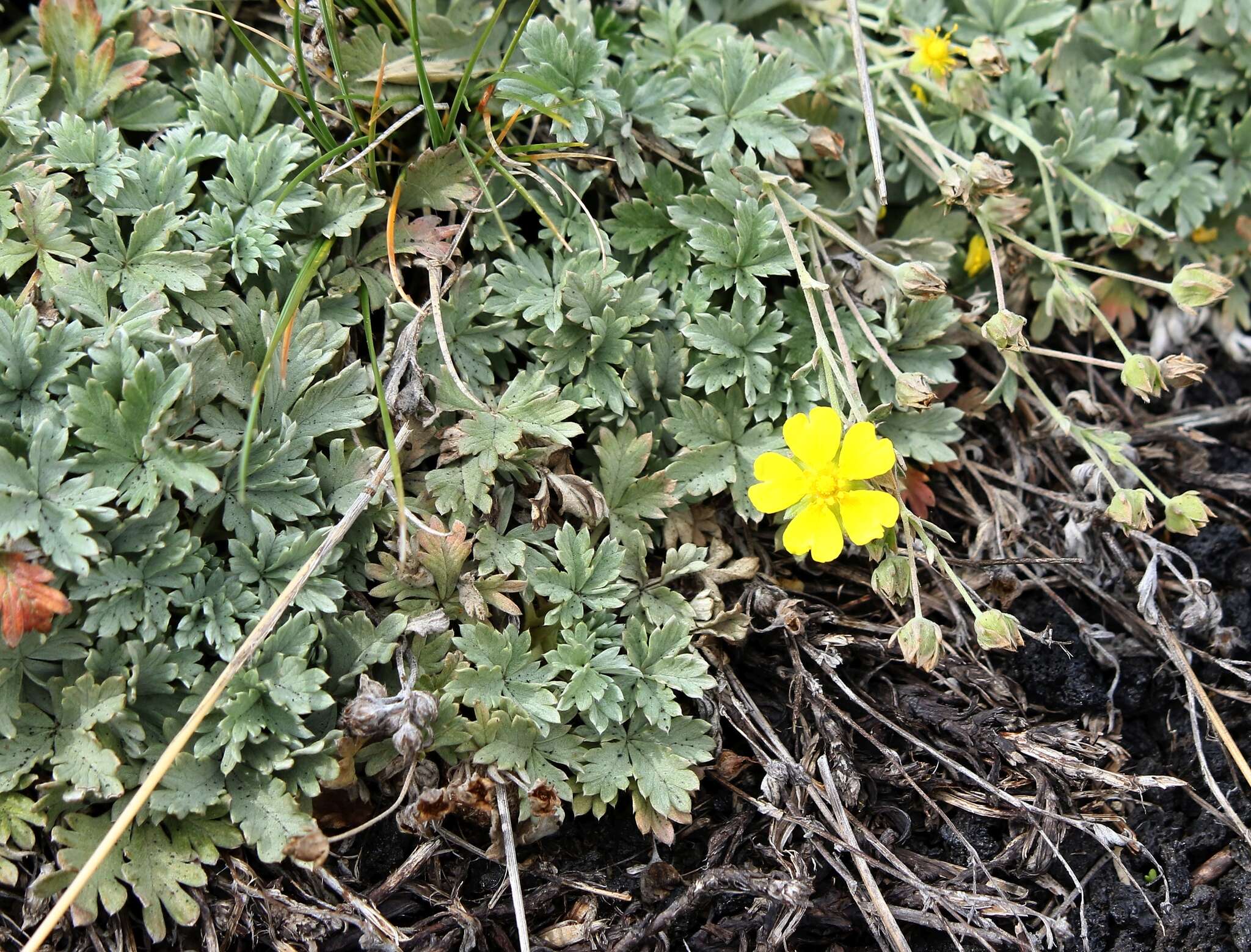 Слика од Potentilla calabra Ten.