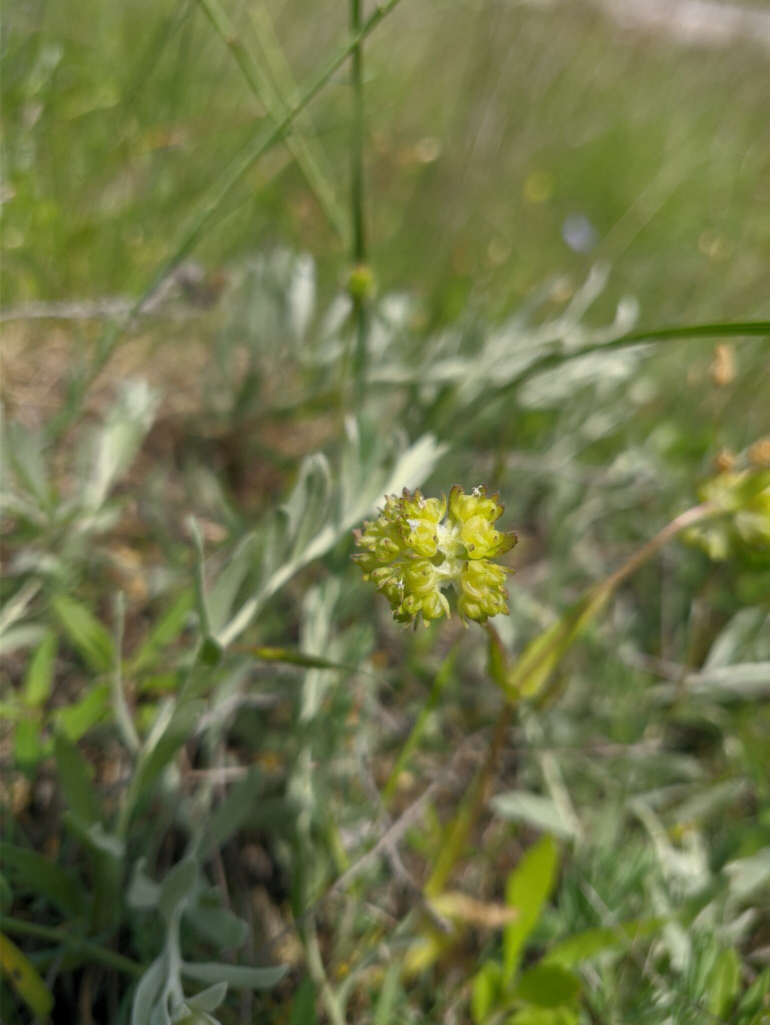 Image of Valerianella turgida (Stev.) Betcke