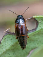 Image of Tachinus (Tachinus) proximus Kraatz 1855