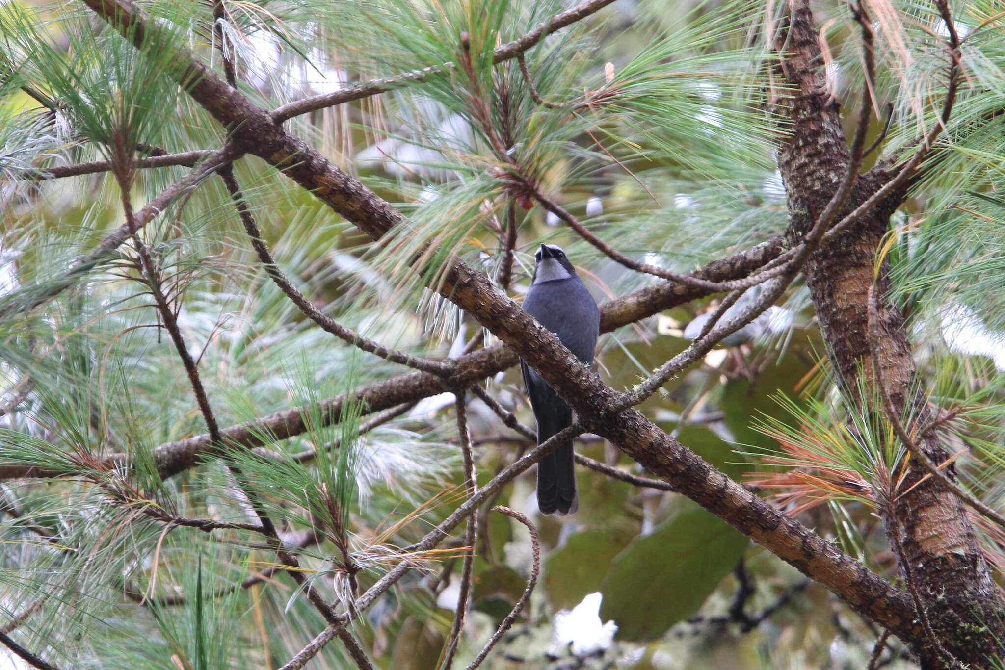 Image of Dwarf Jay