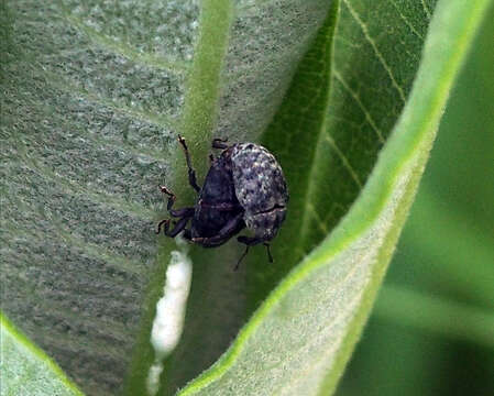 Image of Milkweed Stem Weevil