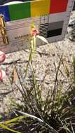 Image of Caladenia stellata D. L. Jones