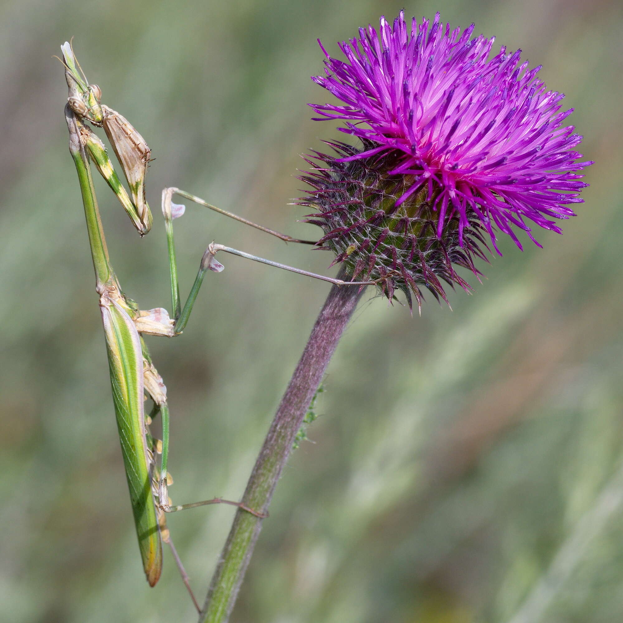 Image of Empusa fasciata Brulle 1832