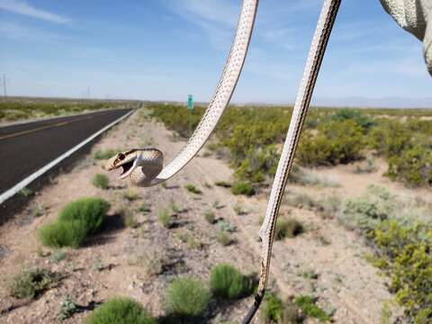 Image of Mountain Patchnose Snake