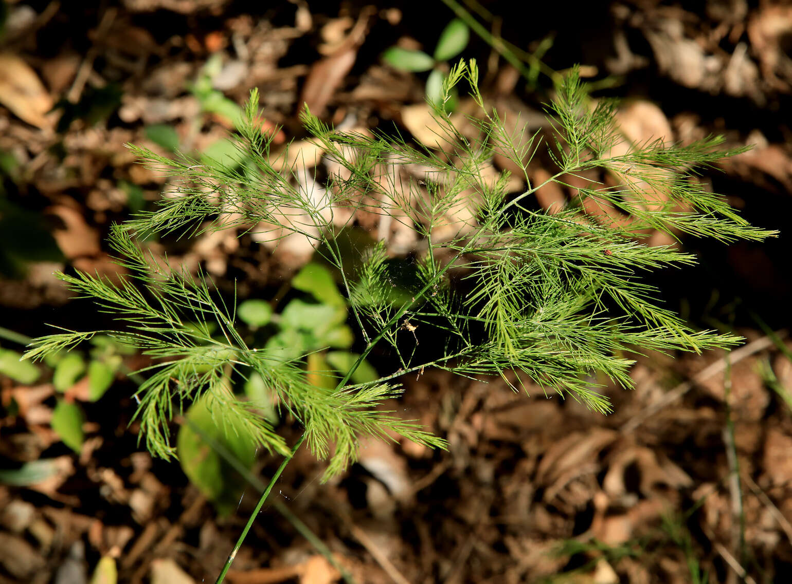 Image of Broom asparagus