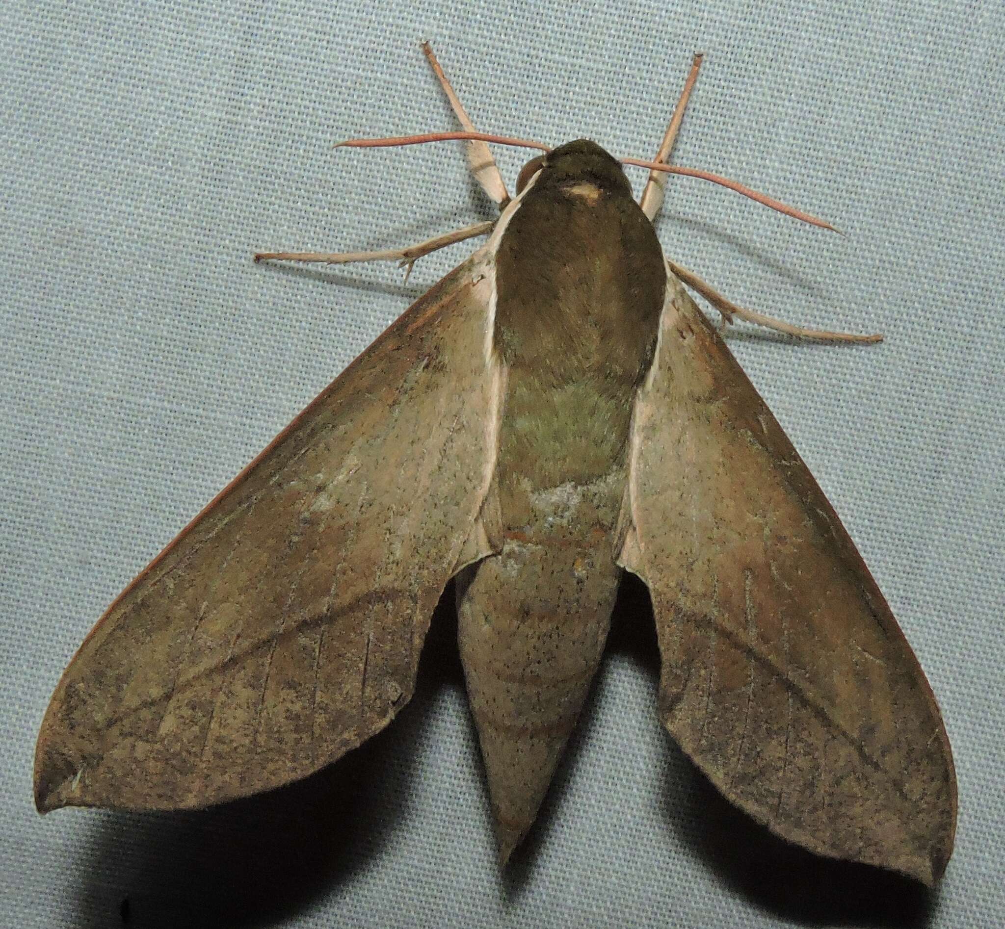 Image of Theretra indistincta (Butler 1877)