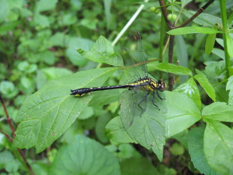 Image of Hylogomphus viridifrons (Hine 1901)