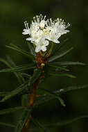 Imagem de Rhododendron tomentosum (Stokes) Harmaja