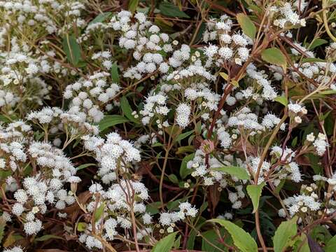 Image of spreading snakeroot