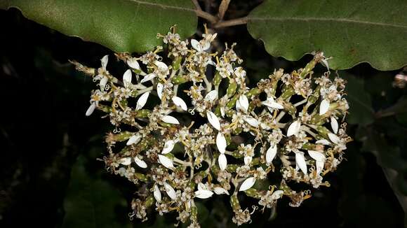 Olearia albida var. angulata (T. Kirk) Allan resmi