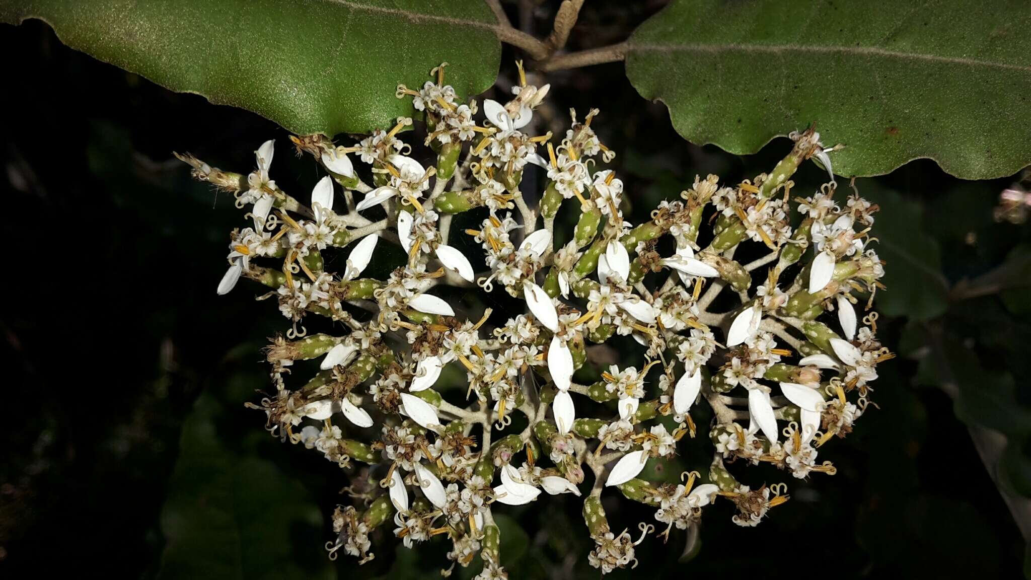 Image de Olearia albida var. angulata (T. Kirk) Allan