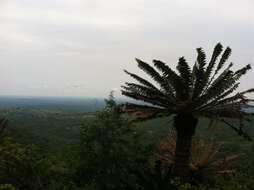 Image of Modjadji Cycad