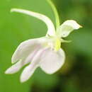 Image of Impatiens hochstetteri subsp. hochstetteri