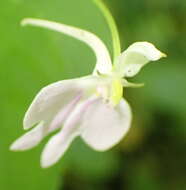 Image of Impatiens hochstetteri subsp. hochstetteri