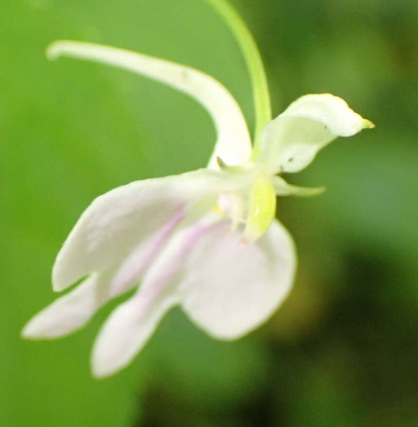 Image of Impatiens hochstetteri subsp. hochstetteri