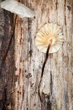 Image of Marasmius rotula (Scop.) Fr. 1838