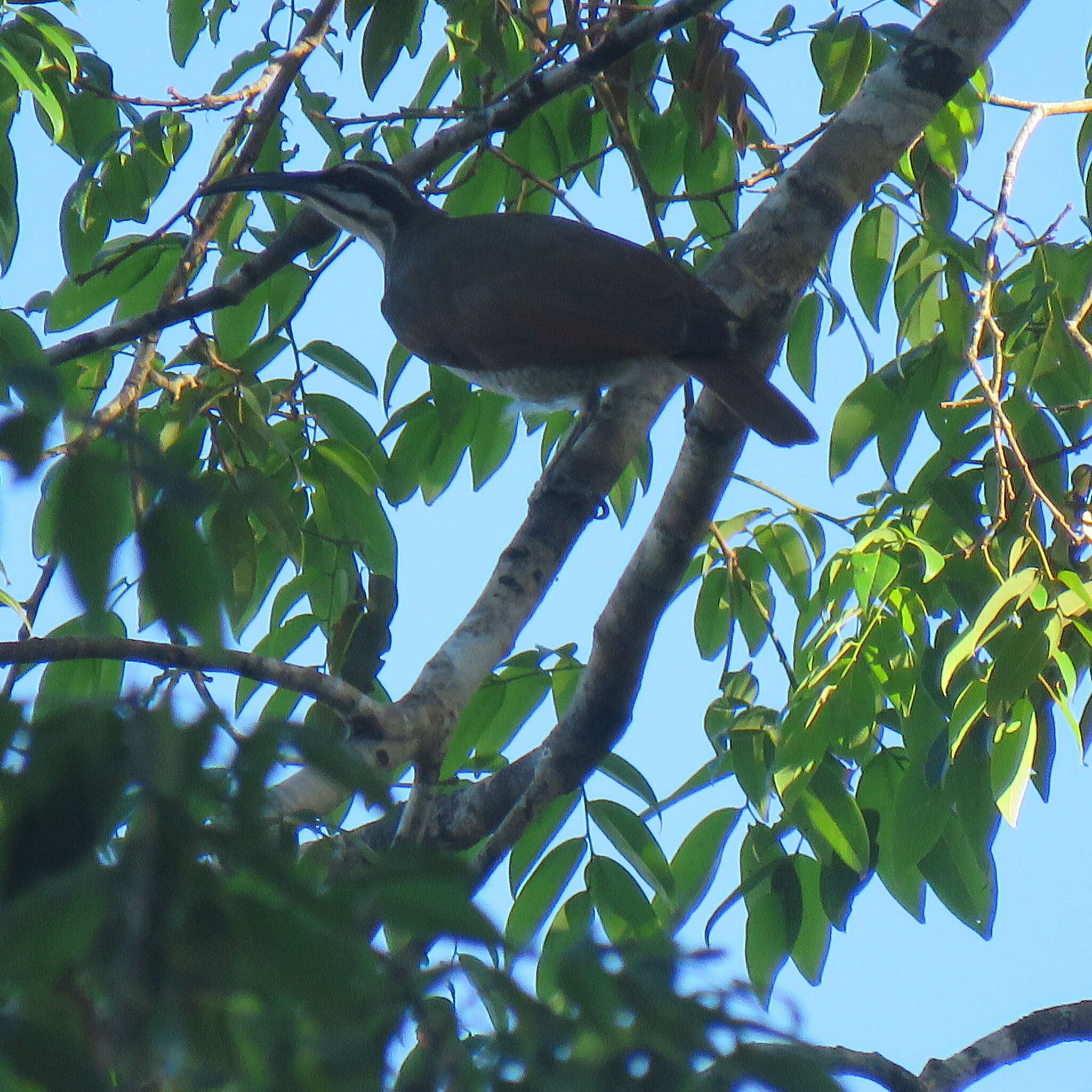 Image of Magnificent Riflebird