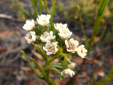 Sivun Ixodia achilleoides R. Br. kuva