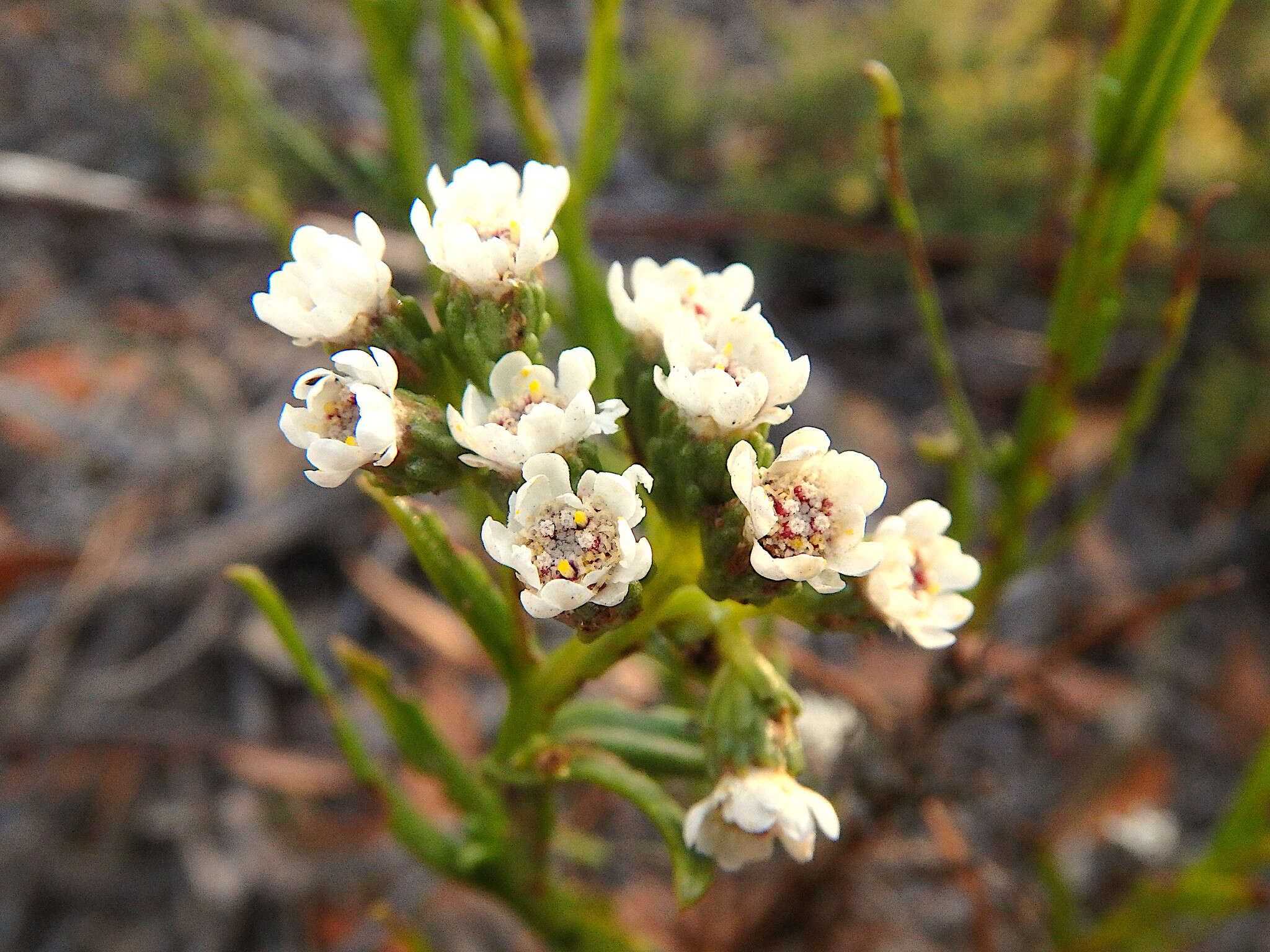 Слика од Ixodia achillaeoides subsp. alata