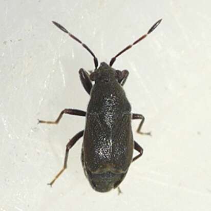 صورة Stygnocoris rusticus (Fallen & C. F. 1807)