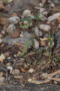 Image of Hippocrepis ciliata Willd.