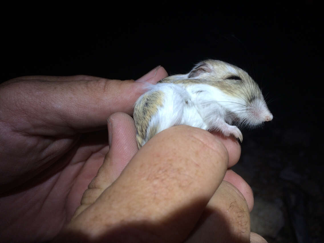 Image of Merriam's Kangaroo Rat