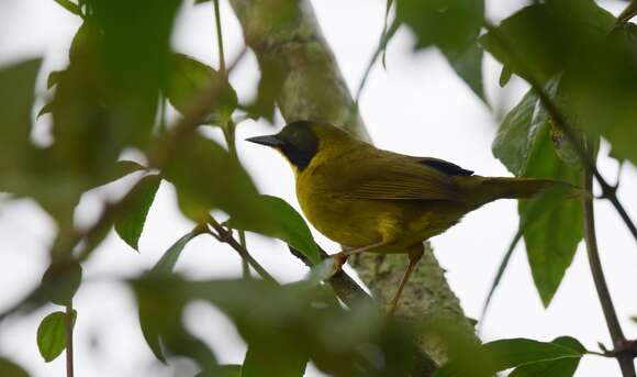 Image of Olive-crowned Yellowthroat