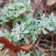 Sivun Teucrium capitatum subsp. capitatum kuva