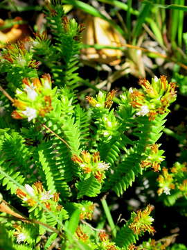 Image of Crassula ericoides Haw.