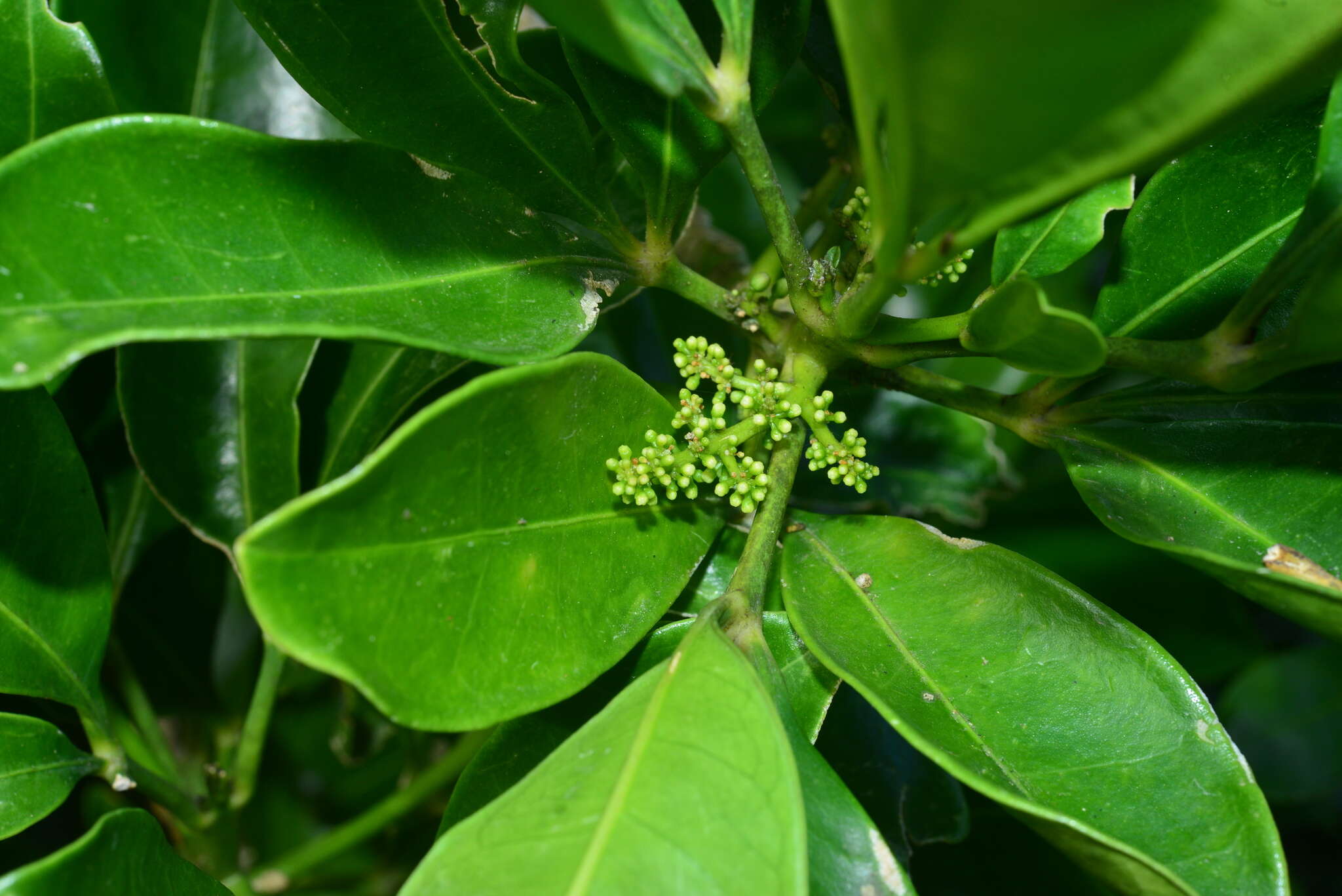 Image de Melicope triphylla (Lam.) Merr.