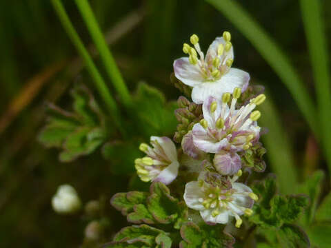 Image of Few-Flower Meadow-Rue