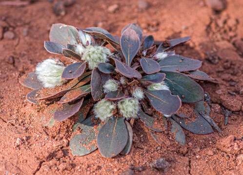 Image of Ptilotus holosericeus (Moq.) F. Müll.