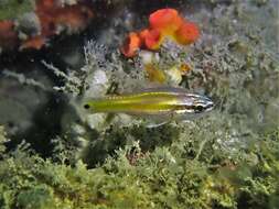 Image of Cardinalfish