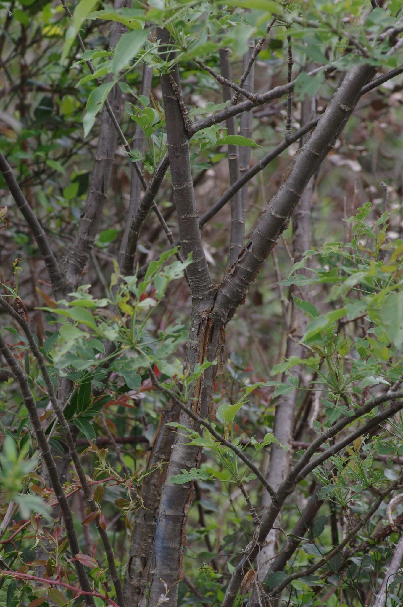 Heteromorpha arborescens (Thunb.) Cham. & Schltdl.的圖片