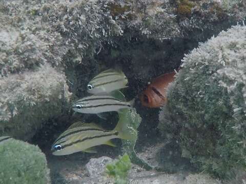 Image of Big-eyed Squirrelfish