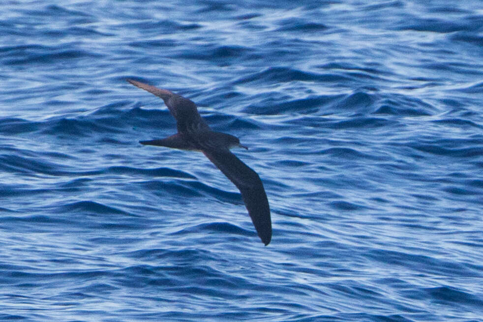 Image of Wedge-tailed Shearwater