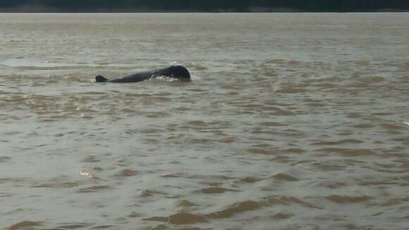 Image of Snubfin Dolphins