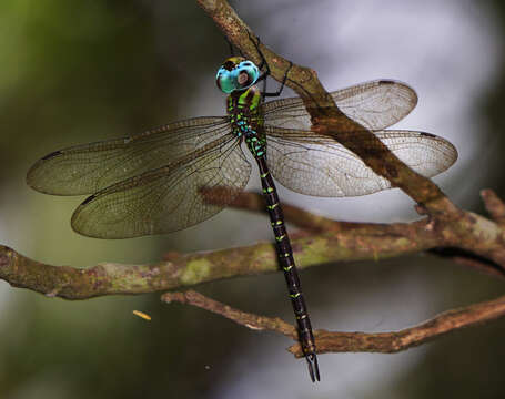 Image of Triacanthagyna caribbea Williamson 1923