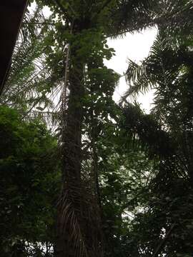 Image of Flabellaria paniculata Cav.