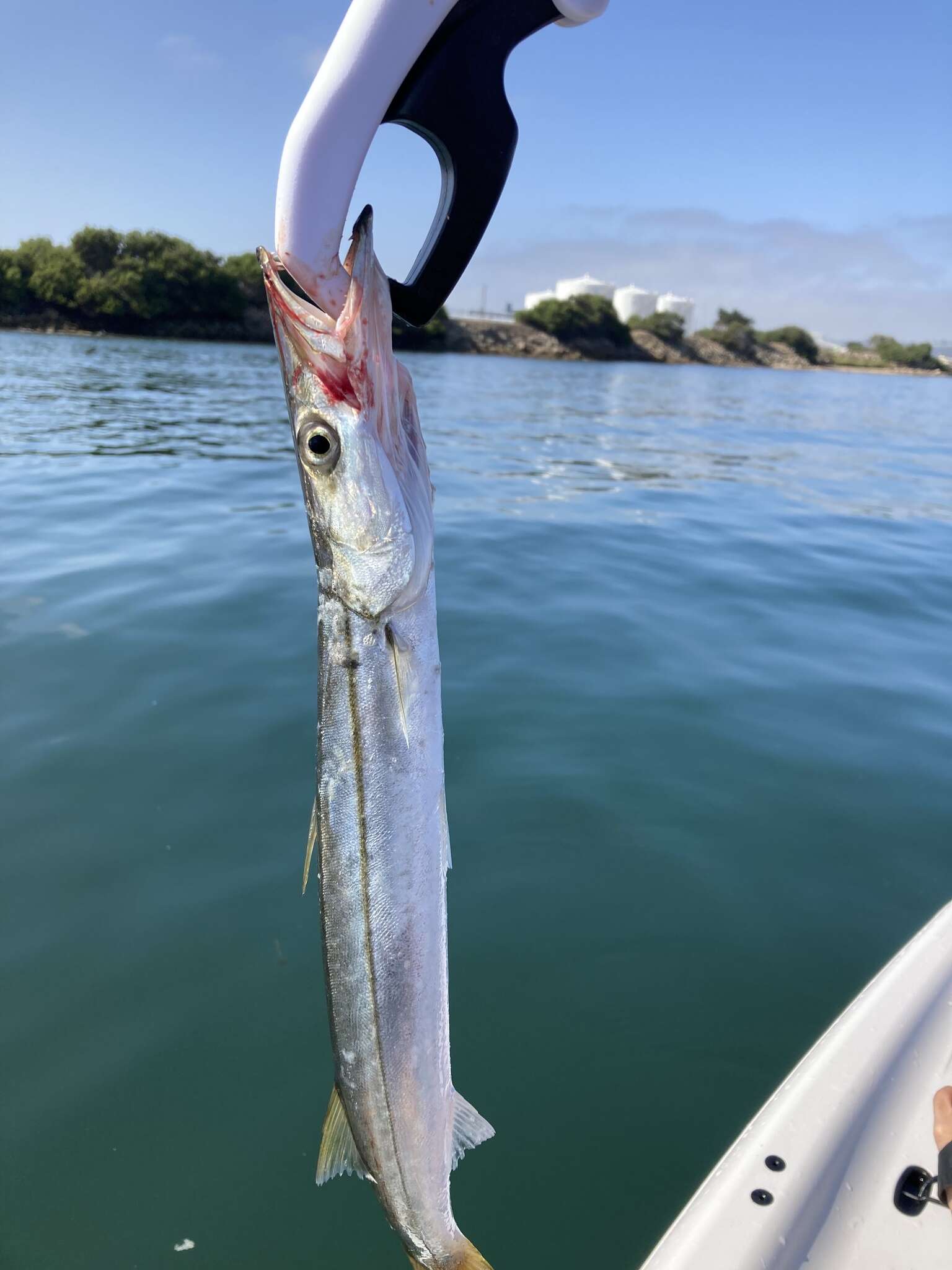 Image of Pacific barracuda