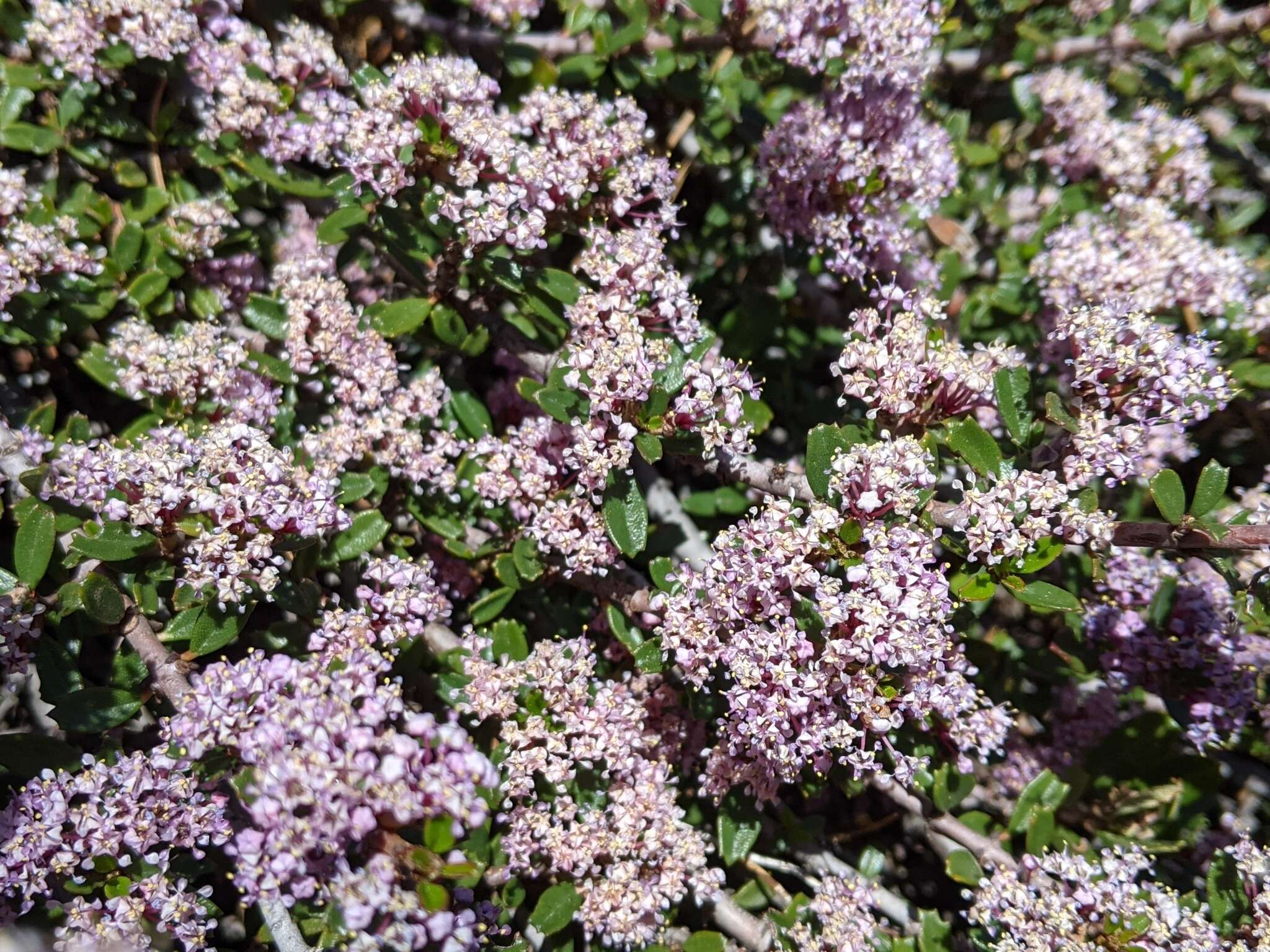 Image of dwarf ceanothus