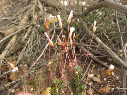 Image of Oxalis confertifolia (Kuntze) Knuth