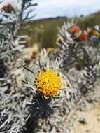 Image de Leucospermum tomentosum (Thunb.) R. Br.