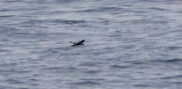 Image of Craveri's Murrelet