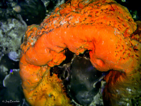 Image of orange elephant ear sponge