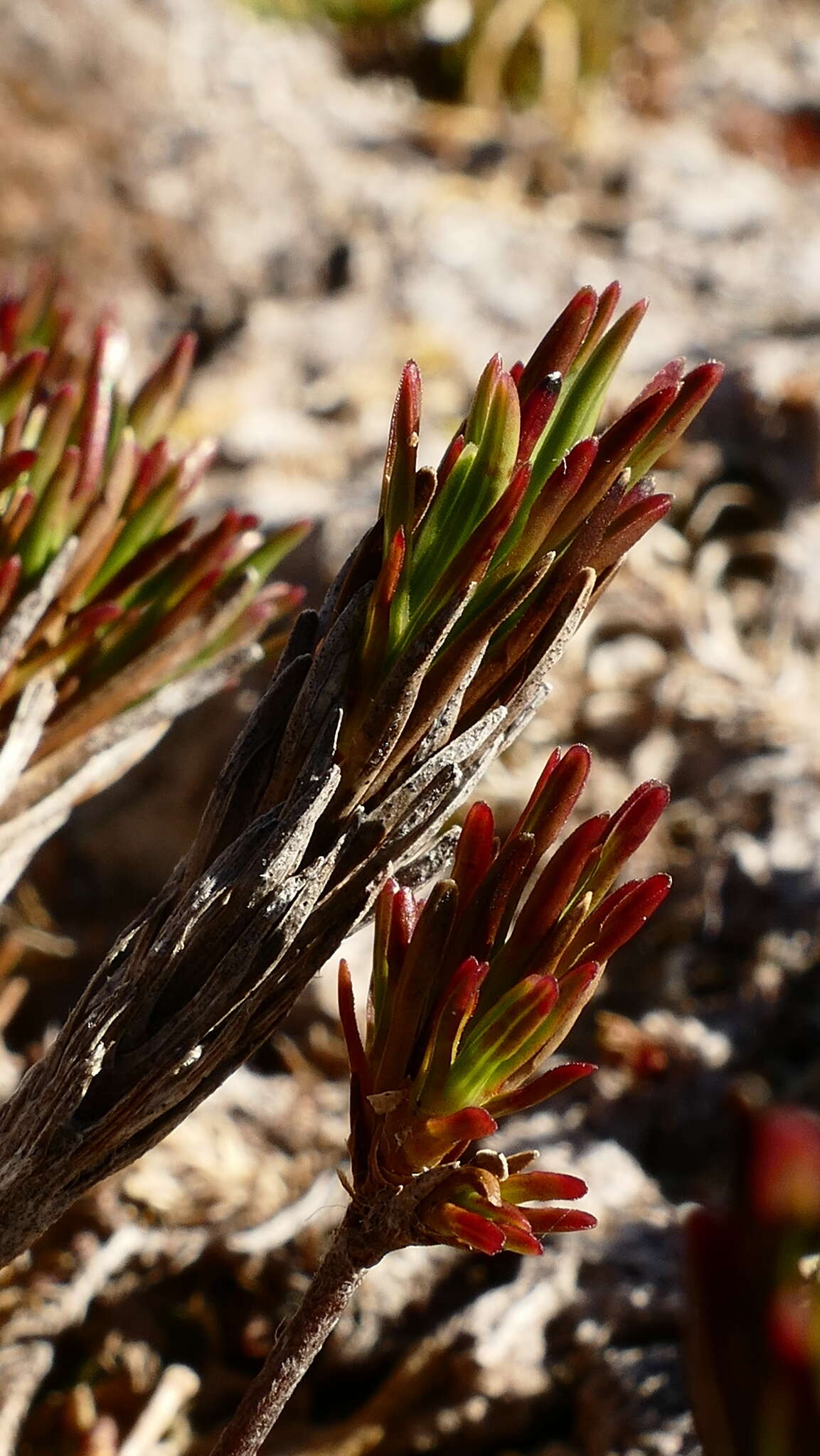 Image de Dracophyllum politum (Cheesem.) Cockayne